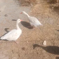 دو عدد غاز نرو ماده