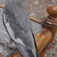 عروس هلندی دستی سینامون  معاوضه هم دارم|پرنده|تهران, وحیدیه|دیوار