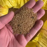 بذر یونجه (قره یونجه آذربایجان)