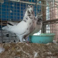 کفتر گرهن|پرنده|قشم, |دیوار