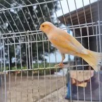قناری نر پرتقالی