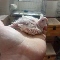 جوجه عروس|پرنده|قم, شهرک مهدیه (مدرس)|دیوار