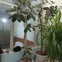 گلدان گل|گل و گیاه طبیعی|اسدآباد, |دیوار