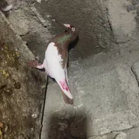 کفتر|پرنده|میانه, |دیوار