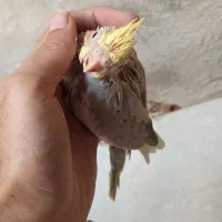 عروس هلندی|پرنده|کازرون, |دیوار