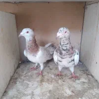 کبوتر|پرنده|تهران, پرستار|دیوار