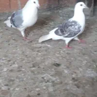 کبوتر دوبال