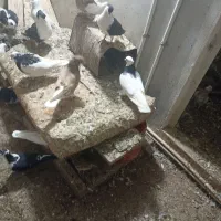 کبوتر فروشی