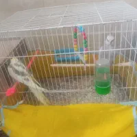 عروس هلندی جفت بادوتا بچه