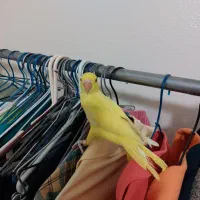 ملنگو|پرنده|شاهین‌شهر, نظامی|دیوار