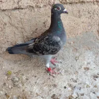 ماده مسافتی