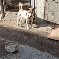 سگ پاکوتاه ماده|سگ|ترکمانچای, |دیوار