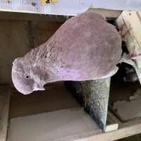 کفترپرشی ونقش