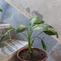 گل دیفن باخیا|گل و گیاه طبیعی|ایوان, |دیوار