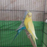 مرغ عشق با جوجه