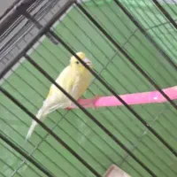 قناری ماده رنگ روشن|پرنده|شهرکرد, |دیوار