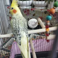 تعدادی عروس هلندی