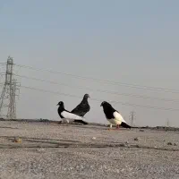 پرنده یهودی