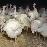 بوقلمون گوشتی