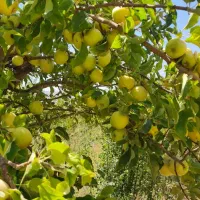 کارگر چیدن و بارگیری سیب درختی