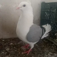 دوکت کاکلی پلاکی