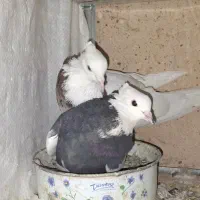 طوقی|پرنده|نورآباد, |دیوار