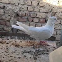 نر سفید کاکل میخ|پرنده|قم, گلزار|دیوار
