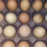 تخم مرغ نطفه دار