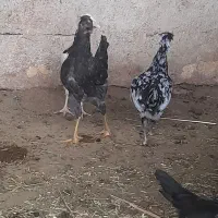 فروش تخم مرغ گلین