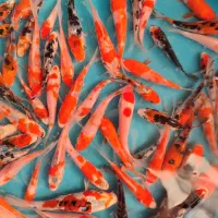 پک ماهی کوی تمام نژاد