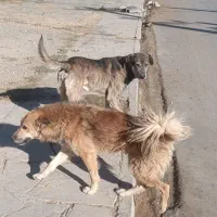 سگ محلی