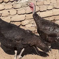 دو عدد بوقلمون ماده