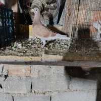 جوجه کبوتر قورگی