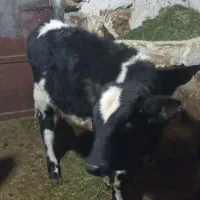 گاو وگوساله|حیوانات مزرعه|دهگلان, |دیوار