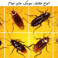 سم پاشی حشرات سوسک ساس کنه و....باضمانت نابوددی۱۰۰