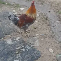 ۳عدد خروس|پرنده|آبدانان, |دیوار