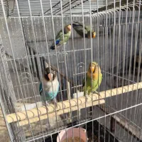 طوطی برزیلی|پرنده|فردیس, فردیس|دیوار