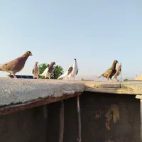 کبوتر سینه سیاه کله دمسفید طوقی رنگه ساده پرشی|پرنده|مشهد, موسوی قوچانی|دیوار