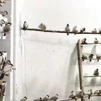 جاوا فنچ شکلاتی|پرنده|سراوان, |دیوار