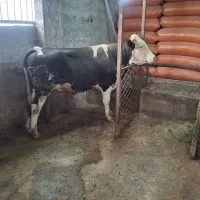 ورزا سیمینتال گاو
