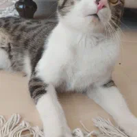 واگذاری گربه DSH