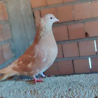 کبوتر رنگی و پلاکی ثبتی