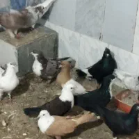 کبوتر جفت گاه|پرنده|مشهد, شهید بهشتی|دیوار