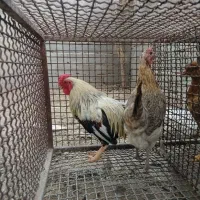 مرغ خروس فروشی چهارتا 5ملیون فهرج