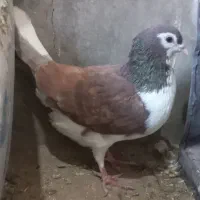 ۳نرکفتر|پرنده|نیمبلوک, |دیوار