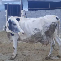 دوراس گاو و گوساله سیمینتال