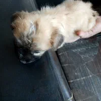 واگذاری توله دو ماه