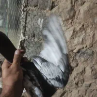 سینه دم سیاه.موقعیت گیلانغرب.|پرنده|سرپل ذهاب, |دیوار