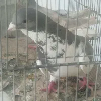 نر شهری یال