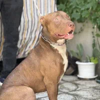 پیتبول بولی واردات اوکراین|سگ|ابهر, |دیوار